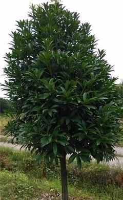 【【?？诿缙浴烤G化苗菱角三環 道路綠化苗木綠化苗木基地】價格_廠家_圖片