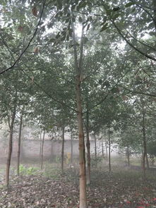 【香樟樹綠化苗木,大葉香樟樹供應,行道樹】- 