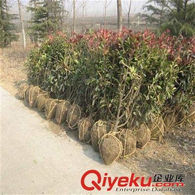 苗圃特價大量供應綠化小苗 紅葉石楠 50-80高1.1元 量大從優-沭陽國祥苗木園藝場提供苗圃特價大量供應綠化小苗 紅葉石楠 50-80高1.1元 量大從優的相關介紹、產品、服務、圖片、價格沭陽國祥苗木園藝場、綠化苗木;食用果樹;月季花卉;室內盆栽;綠化種子