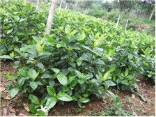 郴州市蘇仙區宏達草皮苗木基地公司簡介郴州市蘇仙區宏達草皮苗木基地