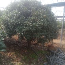 河?xùn)|浩森苗木繁育中心 供應(yīng)產(chǎn)品