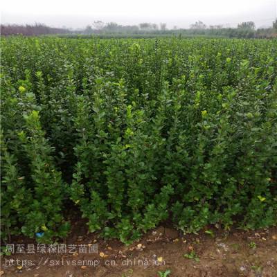 價格 廠家 中國供應(yīng)商