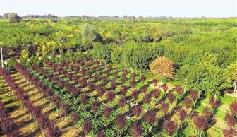 定州 苗木成生態(tài)富民主導產(chǎn)業(yè)