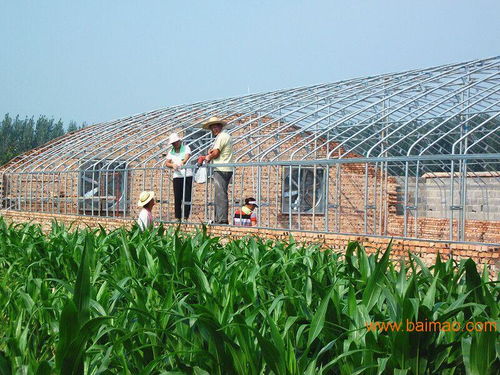 鄭州養(yǎng)殖大棚籌建廠家育苗大棚建造設計方案,鄭州養(yǎng)殖大棚籌建廠家育苗大棚建造設計方案生產(chǎn)廠家,鄭州養(yǎng)殖大棚籌建廠家育苗大棚建造設計方案價格