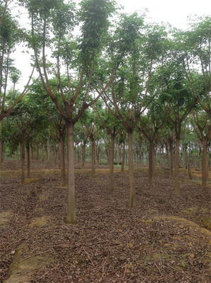 第三苗木基地(藍花楹生產(chǎn))