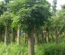 【湖南瀏陽四季紅苗圃苗木蘇鐵】蘇鐵,價格,廠家,供應商,花木,瀏陽市柏加鎮(zhèn)四季紅苗圃 - 產(chǎn)品庫