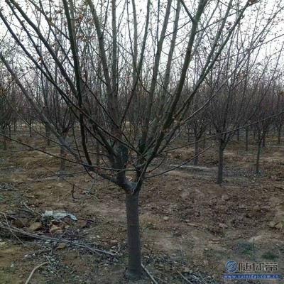 【2018海棠苗新品種垂絲海棠廠家批發】泰安高新區旺運苗木中心 - 產品庫