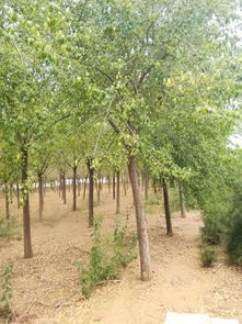 苗木及配套設(shè)施拍賣公告