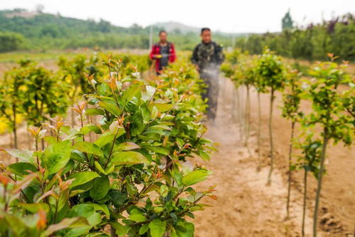 經(jīng)濟(jì) 河北遵化 培育景觀苗木助增收