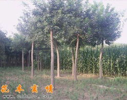 山東華方苗木長期供應(yīng)國槐 櫻花