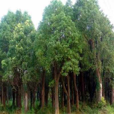叢生香樟園林植物移栽 香樟樹多頭 基地批發(fā)