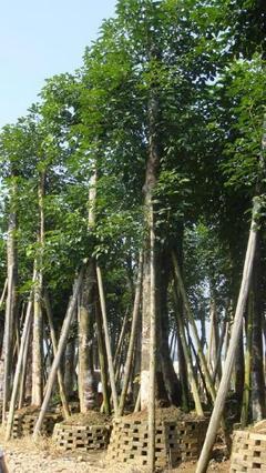 柳州報(bào)價(jià)、圖片、行情_柳州最新價(jià)格_柳州天成綠化苗木基地報(bào)價(jià)