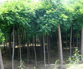 供應(yīng)8公分香花槐苗木,價(jià)格,廠家