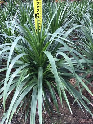 【綠化苗木龍血樹直銷、價(jià)格實(shí)惠】綠化苗木,價(jià)格,廠家,供應(yīng)商,花木,龍海市東泗興輝園藝場 - 產(chǎn)品庫