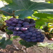 2019綠化苗木價(jià)格 報(bào)價(jià) 綠化苗木批發(fā) 第7頁 園林網(wǎng)