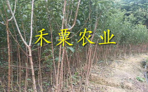 【云南曲靖特價(jià)李子苗供應(yīng)商__優(yōu)質(zhì)李子樹苗種植技術(shù)。】- 