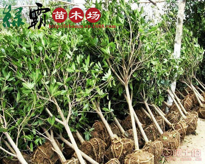 【基地大量供應(yīng)精品桂花樹苗丹桂金桂規(guī)格齊全枝繁葉茂葉面光亮】沭陽縣新河鎮(zhèn)新槐居委會(huì)綠霸苗木場(chǎng) - 產(chǎn)品庫