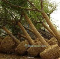 供應14公分優(yōu)質(zhì)銀杏苗木|山東銀杏樹價格|12公分銀杏樹基地_傳媒、廣電_世界工廠網(wǎng)中國產(chǎn)品信息庫