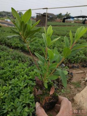 【江南毛杜鵑小袋苗哪里有?什么報價?】綠化苗木,價格,廠家,供應商,花木,龍海市東泗興輝園藝場 - 產(chǎn)品庫