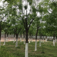 2020綠化苗木價格 報價 綠化苗木批發(fā) 第6頁 園林網(wǎng)