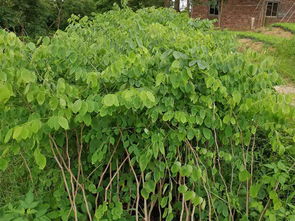 大紅酸枝樹苗買賣價(jià)格 廣州交趾黃檀