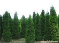 找上海苗木-上海苗木批發(fā)-上海苗木價(jià)格-上海苗木基地的上海園林綠化苗木報(bào)價(jià)價(jià)格、圖片、詳情,上一比多_一比多產(chǎn)品庫(kù)