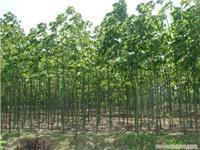 找上海苗木-上海苗木批發(fā)-上海苗木價(jià)格-上海苗木基地的上海紅葉李苗木供應(yīng)-上海紅葉李苗木供應(yīng)、上海紅葉李苗木供應(yīng)價(jià)格、上海紅葉李苗木供應(yīng)網(wǎng)價(jià)格、圖片、詳情,上一比多_一比多產(chǎn)品庫(kù)