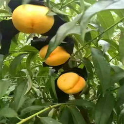 春雪桃樹成品苗報(bào)價(jià) 新聞咨詢 春艷桃樹嫁接苗