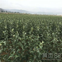 【山東蘋果苗,煙臺(tái)農(nóng)科院蘋果苗木】- 