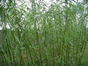 河北速生柳低價(jià)出售搶口碑