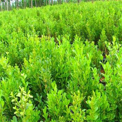 庭院綠化苗木瓜子黃楊 黃楊苗 黃楊球樹(shù)苗四季青耐寒綠籬植物