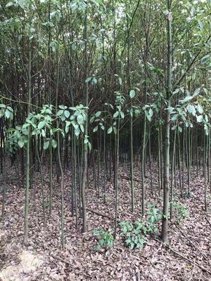 香樟_苗木產(chǎn)品圖片