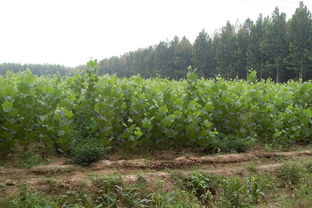 速生法桐圖冊(cè)