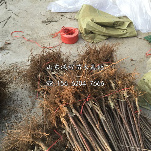 【山東大紫櫻桃苗、大紫櫻桃苗基地】- 