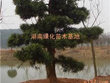 產品展示 湖南長沙市雨花區精彩園林綠化苗木場