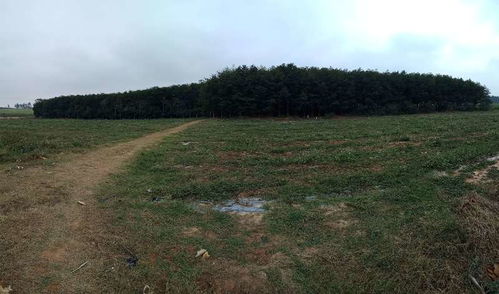 園林綠化苗木供應