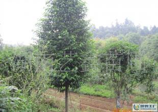 湖南長(zhǎng)年低價(jià)出售樂昌含笑苗木 樂昌含笑苗木_農(nóng)副產(chǎn)品_世界工廠網(wǎng)中國產(chǎn)品信息庫