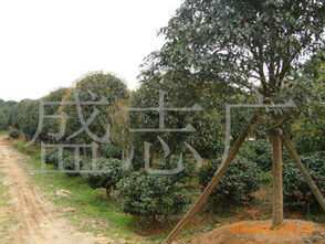 長(zhǎng)沙廣應(yīng)苗木基地大量低價(jià)出售 綠化苗木15 20公分精品桂花指導(dǎo)價(jià) 長(zhǎng)沙廣應(yīng)苗木基地大量低價(jià)出售