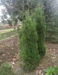 恭喜南京博樂園林場(chǎng)入駐苗木通平臺(tái) 致力于優(yōu)質(zhì)綠化苗木