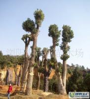 最新0 綠化苗木 喬木 優(yōu)質(zhì) 樟樹(shù)(樹(shù)形優(yōu)美)_農(nóng)副產(chǎn)品_世界工廠網(wǎng)中國(guó)產(chǎn)品信息庫(kù)