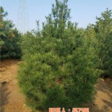 山東遠(yuǎn)航苗木專(zhuān)業(yè)合作社