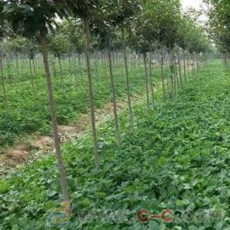 甜寶草莓苗批發(fā) 草莓苗園藝場(chǎng)