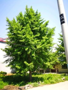 恭喜郯城縣鑫通種植農(nóng)民專業(yè)合作社入駐苗木通平臺(tái) 專注精品銀杏