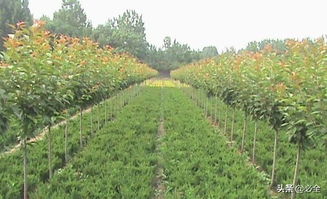 苗木中央樹桿培養(yǎng)靠譜嗎