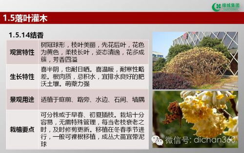 綠城集團(tuán)園林軟景苗木圖譜