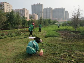 圖片簡訊 園林局督導(dǎo)養(yǎng)護(hù)公司對(duì)城區(qū)綠籬進(jìn)行修剪并對(duì)苗圃內(nèi)雜草進(jìn)行清理