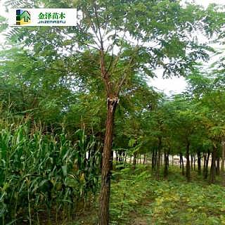 金澤苗木 遼寧香花槐 嫁接香花槐