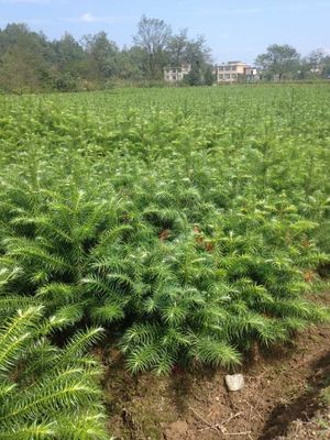 大量批發刺杉苗(利川市信都苗木)康健