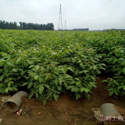 【晉香核桃苗新品種,晉龍核桃苗銷售廠家】泰安高新區旺運苗木中心 - 產品庫