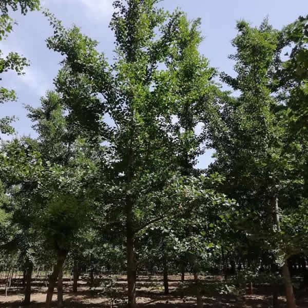 【12cm白果樹苗木價格 8cm白果樹苗木基地 霖松苗木圖片】12cm白果樹苗木價格 8cm白果樹苗木基地 霖松苗木 - 邳州市霖松苗木種植專業合作社